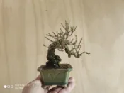 ∴。*藝術.美樹°*∴ ＊黃梔子~豆缽小品,日系品種:喜代譽,H:14cm,W:12cm!＊