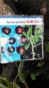 水果苗 ** 葛蘭嘉寶果 ** 4.5吋盆/高25-30cm/樹葡萄【花花世界玫瑰園】OvO