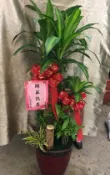 【陽信商店街】巴西鐵樹組合