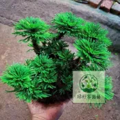 （快速出貨）【复活草種子】 卷柏柏萬年松 乾球不死草 四季種植 卷柏柏萬年松 耶利哥花 袖珍盆栽 辦公室綠植 不死草植
