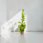 植物空間 蘭嶼羅漢松苗3寸黑軟盆 室外植物 常綠植物