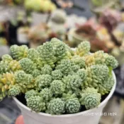 出清特惠價“ 旋葉姬星美人 ”🔥穩根品🌵多肉植物❤️蘭心花卉