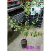 東大興農場 小葉欖仁樹 觀賞盆栽 觀葉植物 造景植物