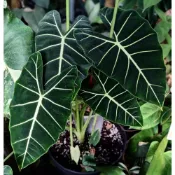 (店+)開心農元-觀葉植物- 絨葉觀音蓮 丸葉絨葉觀音蓮 薄荷斑葉絨葉觀音蓮 alocasia micholitziana