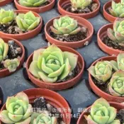 沅鈺農場   多肉植物   一吋盆/硬玉/梅麗格