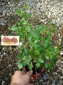 ╭＊田尾玫瑰園＊╯藥用植物--(三葉五加)