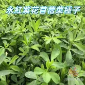 【永紅紫花苜蓿菜種子】貓草 兔草 芽苗菜 水耕土耕 陽台盆栽 綠肥 家庭菜園 四季播種 易栽種 園藝種子  新手易種植
