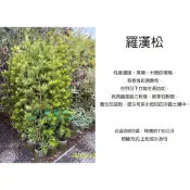 心栽花坊-羅漢松/家有羅漢松萬事皆輕鬆/8吋/圍籬用/綠化植物/綠籬植物/特價430
