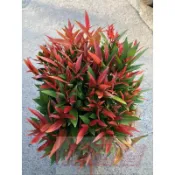 花田里_常綠喬木 (*長虹木(A級)-長紅木-紅芽赤楠 6吋盆 高30-50公分