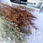 永生情人草  情人草 滿天星 水晶草 麥穗 永生花 綜合乾燥花 裝飾花 不凋花 卡斯比亞 星辰花 插花花材 花束 花藝