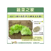 (店+)【蔬菜之家】A50-1.福山萵苣種子桃源大陸妹3.5克約2100顆義大利生菜 耐熱耐寒性均強全年可種植