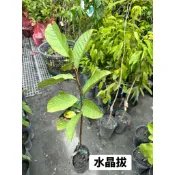 ★綠霖園藝★水晶芭樂 靠接苗 觀賞植物/水果樹苗/新興果樹/果苗/嫁接/植物/盆栽