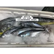 船釣高級白北魚（正名白腹鰆也叫白腹馬鮫魚）這