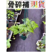 骨碎補 纖葉 細葉 超細 斐濟骨碎補 狼尾蕨 兔腳蕨 蕨類 觀葉植物 雨林植物 珍奇植物