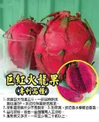 ╭＊田尾玫瑰園＊╯新品種水果苗-(巨紅火龍果)