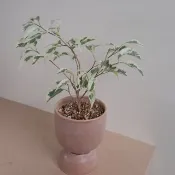 斑葉垂榕