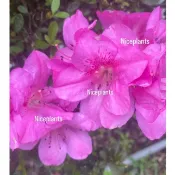 〈NICEPLANTS〉 圓葉杜鵑 3寸盆 杜鵑 杜鵑花 萬金杜鵑