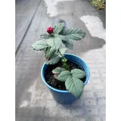 田尾玫瑰園 l 歐洲黑莓 ' 5吋盆 高度15cm 香草植物 (款式眾多歡迎詢問)