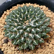 🌵高橋玉🌵姬牡丹｜仙人掌 多肉植物 療癒植物 岩牡丹屬 生長緩慢 精選品種