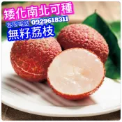 無籽荔枝✅超矮化盆栽✅結過果 荔枝樹 鵝蛋荔枝 荔枝 荔枝苗 大丁香荔枝 果苗 樹苗 矮化果樹 矮化盆栽 矮化果樹 水果