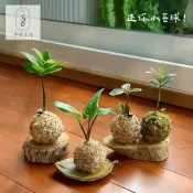 58手作工坊🌿植感迷你小苔球｜多葉蘭、油點百合、不死鳥、蕾絲公主、黃金征木、羅漢松、紅網紋草、竹柏、室內植物、多肉植物
