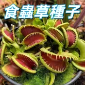 台灣現貨【食蟲草種子】奇異植物桌面辦公室綠植好養 豬籠草種子 瓶子草種子 捕蠅草種子 驅蚊捕蟲草懶人花卉 室內外盆栽種植