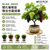 【矮化葡萄🍇陽臺盆栽可種 】現貨葡萄苗 四季種植葡萄樹苗 果苗 矮化果樹 矮生盆栽 矮化盆栽 水果苗 水果樹苗 農場直發