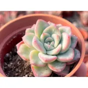 【多肉好好買】草莓蛋糕🍰多肉植物 現貨