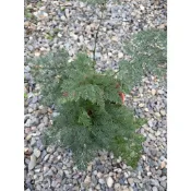 植系青屬-斐濟骨碎補蕨/骨碎補/蕨類/觀葉植物/雨林植物/五吋盆