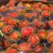 已完售，等明年2027紅毛丹  數量有限 ，現採即出，超新鮮現採喔