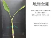 心栽花坊-地湧金蓮/地涌金蓮/5吋/觀葉植物/售價350特價300