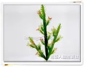 ◎花語人造花資材◎葉材＊12吋迷你三角柱仙人掌＊多肉植物~園藝盆栽~造景~庭園裝飾~攝影