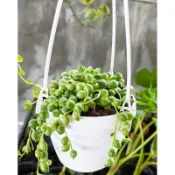玫森 綠之鈴 玄月 愛之蔓 銀之鈴 綠珊瑚 3吋吊盆 多肉植物