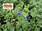 ╭＊田尾玫瑰園＊╯優質草花-(藍星花)-