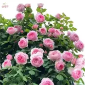 日式園藝造景月季大花薔薇花苗濃香庭院爬藤植物玫瑰爬藤種子（250粒））四季易種爬藤植物花卉陽臺庭院花苗微型盆栽矮化種子