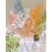 【永生花】ROUERLADY🌸蓬萊松/壽松/永生花蓬萊松-永生花/不凋花 /浮游材料/手工蠟燭材料/真花實拍