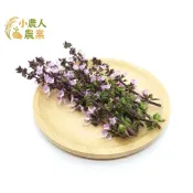 現貨隔日寄  食用花種子 九層塔花種子 花量大 淡淡甜味 花量爆棚淡淡甜味 食用花可擺盤入菜 陽台好種自產香料