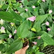 P老闆園藝~香妃火鶴花 3吋盆
