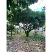 苔鑽🍀❗️50年大樹，可議價❗️七里香 /開花漂亮/芸香科/九里香屬植物/灌木/觀葉植物/花卉/盆栽/田園/環境美化