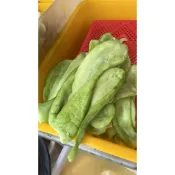 600克越瓜脯 綠色的瓜 炒肉絲 涼拌 常溫配送會自然變酸喔