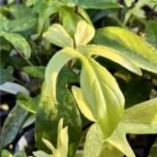 幽靈龍爪蔓綠絨 新葉由白轉色 分裂葉型 攀爬型蔓綠絨 好照顧植栽 觀葉植物 雨林植物 耐陰植物 室內植物 園藝 療癒