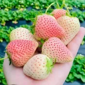 🍓當季新籽稀有草莓種子 高發芽率豐產 多汁可口 家庭盆栽新手友善易活好種 可食用水果種籽