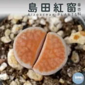 🌵✧植得栽✦【島田紅窗】番杏科/石頭玉/屁屁玉/石頭花/Lithops/生石花屬/屁屁石頭玉/多肉植物/多肉/園藝