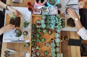 【Klook客路】雪蘭莪 Little Eden Succulents 多肉植物生態瓶手作坊 中文導覽 最長3小時 免費取消 立即確認 