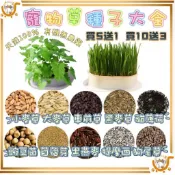 🔷買5送1、買10送3🔷100%純天然 有機無農藥 貓草 貓薄荷 小麥草 大麥草 貓草種子 黑麥草 貓草盆栽 黑麥草