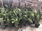 花花世界_嘉德莉亞蘭-**嘉德麗雅蘭特價商品** (不挑品種，不挑花色，隨機出貨)4吋鐵絲盆/高20-30cm/MA