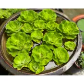 特價中/水草/ 玫瑰水芙蓉/水芙蓉/金魚藻/ 槐葉萍/槐葉蘋/布袋蓮/鳳眼蓮 水中葉  魚缸真水草 後景草 生態池