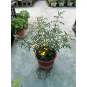 田尾詠泉農園/6寸盆/香草類/芳香萬壽菊