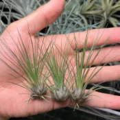 【小玩植】空氣鳳梨 🌿小綠毛/綠毛毛 Tillandsia filifolia，小綠毛