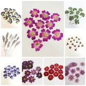 馨苑押花-押花材料-押花花材-波斯菊 玫瑰 跳舞蘭 知風草 老鶚草 角菫 瑪格麗特 小手球法國小白菊草木樨苦楝花紅鐵線蕨